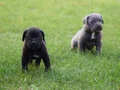  IRK GARANTİLİ GÜZEL ANATOMİ CANE CORSO YAVRULAR