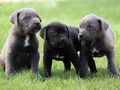  IRK GARANTİLİ GÜZEL ANATOMİ CANE CORSO YAVRULAR
