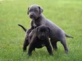  IRK GARANTİLİ GÜZEL ANATOMİ CANE CORSO YAVRULAR