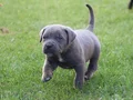  IRK GARANTİLİ GÜZEL ANATOMİ CANE CORSO YAVRULAR