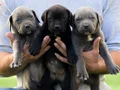  IRK GARANTİLİ GÜZEL ANATOMİ CANE CORSO YAVRULAR