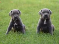 IRK GARANTİLİ GÜZEL ANATOMİ CANE CORSO YAVRULAR