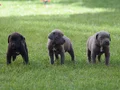  IRK GARANTİLİ GÜZEL ANATOMİ CANE CORSO YAVRULAR