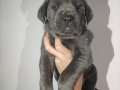 HARİKA ANATOMİYE SAHİP CANE CORSO YAVRULAR