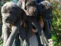 Müthiş Anatomi Cane Corso Yavrular
