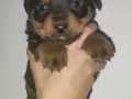 Irk Ve Sağlık Garantili Rottweiler Yavrular 