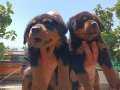 Görenleri Hayran Bırakacak Irk Garantili Rottweiler Yavrular