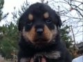 Üretim Çiftliğinden Safkan Rottweiler Yavrular