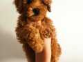 Dost Canlısı Irk Garantili Toy Poodle