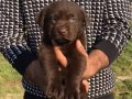 Dost Canlısı Irk Garantili Labrador Yavrular