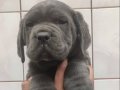 HARİKA ANATOMİ CANECORSO YAVRULAR 