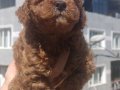 Irk ve Sağlık Garantili Toy Poodle Yavrular