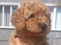 Karneli Chipli Toy Poodle Yavrular 