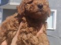 Irk ve Sağlık Garantili Toy Poodle Yavrular