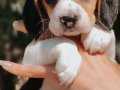 Irk ve Sağlık Garantili Beagle Yavrular
