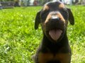 Harika Anatomi Doberman Yavrular