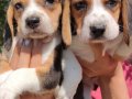 Irk Garantili Harika Kalite Beagle Yavrular 