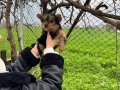 Minik Yorkshire Terrier Yavrular 