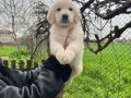 Harika Anatomi Bebek Yüzlü Golden Retriever Yavrular 