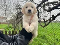 Harika Anatomi Bebek Yüzlü Golden Retriever Yavrular 
