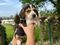 Irk Garantili Sevimli Beagle Yavrular 