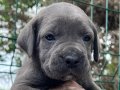 Koca Kafalı Irk Garantili Cane Corso Yavrular 