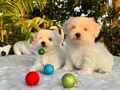 Kar Beyaz Irk Garantili Maltese Terrier Yavrular 