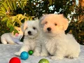 Kar Beyaz Irk Garantili Maltese Terrier Yavrular 