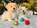 Kar Beyaz Irk Garantili Maltese Terrier Yavrular 