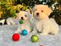 Kar Beyaz Irk Garantili Maltese Terrier Yavrular 