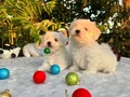 Kar Beyaz Irk Garantili Maltese Terrier Yavrular 