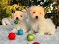 Kar Beyaz Irk Garantili Maltese Terrier Yavrular 