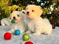 Kar Beyaz Irk Garantili Maltese Terrier Yavrular 