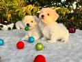 Kar Beyaz Irk Garantili Maltese Terrier Yavrular 