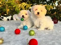 Kar Beyaz Irk Garantili Maltese Terrier Yavrular 