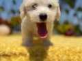 Sevimli Irk Garantili Maltese Terrier Yavrular 