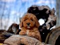 Sevimli Irk Garantili Toy Poodle Yavrular 