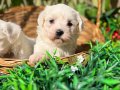 Kar Beyaz Irk Garantili Maltese Terrier Yavrular 