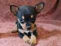 Harika Güzellikte Minnacık Minyatür Pinscher Yavrular