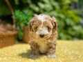 Harika Güzellikte Maltipoo Bebeklerimiz 