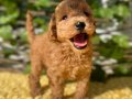 Tüy Dökmez Koku Yapmaz Poodle Yavrular 