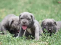 Harika Anatomi Koca Kafa Cane Corso Yavrular 