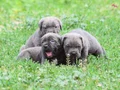 Harika Anatomi Koca Kafa Cane Corso Yavrular 