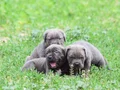 Harika Anatomi Koca Kafa Cane Corso Yavrular 