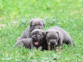 Harika Anatomi Koca Kafa Cane Corso Yavrular 