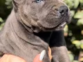 İri Cüssesiyle Görenlere Dudak Isırtacak Cane Corso Yavrular