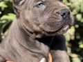 İri Cüssesiyle Görenlere Dudak Isırtacak Cane Corso Yavrular