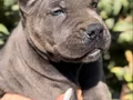 İri Cüssesiyle Görenlere Dudak Isırtacak Cane Corso Yavrular