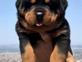Anatomi Harikası Üst Kalite Rottweiler Yavrular 