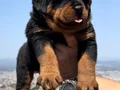 Anatomi Harikası Üst Kalite Rottweiler Yavrular 